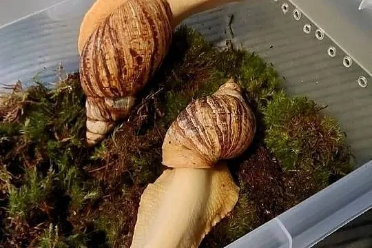 Ślimaki Afrykańskie  Lissachatina Reticulata albino, Mazowieckie, Warszawa