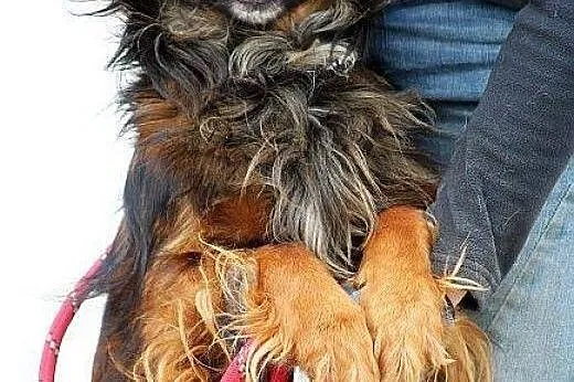 RATUNKU piękny, ufny TENOR 7 lat w schronisku całe życie!! adoptuj,  mazowieckie Warszawa