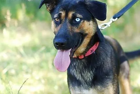 Marylin - 1,5 roczna sunia z genami husky,  Kundelki cała Polska