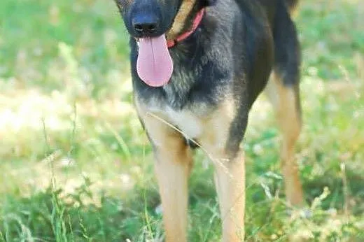 Marylin - 1,5 roczna sunia z genami husky,  Kundel