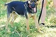 Marylin - 1,5 roczna sunia z genami husky,  Kundel