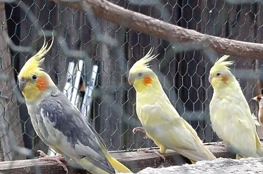 Papugi świergoty, nimfy, rozella, Pomorskie, Loryniec