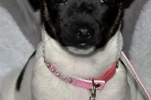 Muminka malutka, młodziutka szczeniak ADOPCJA,  małopolskie Kraków