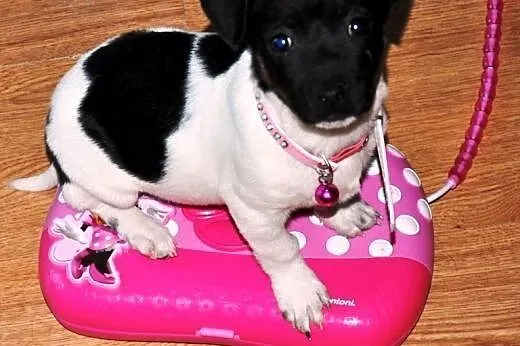 Muminka malutka, młodziutka szczeniak ADOPCJA,  ma