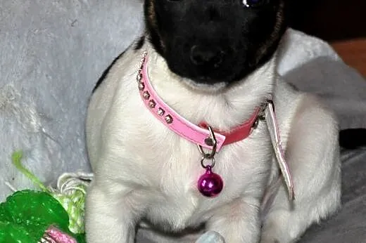 Muminka malutka, młodziutka szczeniak ADOPCJA,  ma