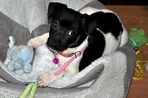 Muminka malutka, młodziutka szczeniak ADOPCJA,  ma