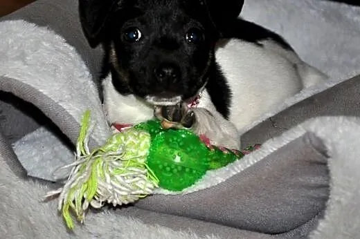 Muminka malutka, młodziutka szczeniak ADOPCJA,  ma