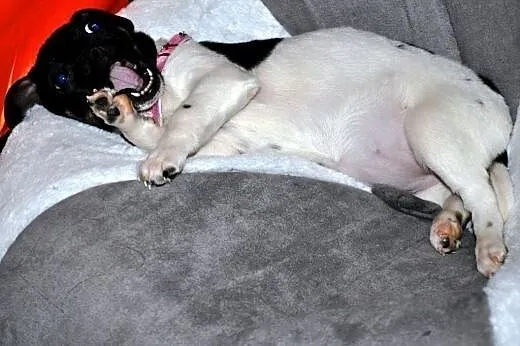 Muminka malutka, młodziutka szczeniak ADOPCJA,  ma