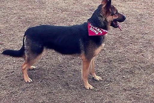 Piękna młoda Shakira szuka domu!,  warmińsko-mazur