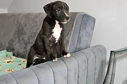 Piesek American Pit Bull Terrier