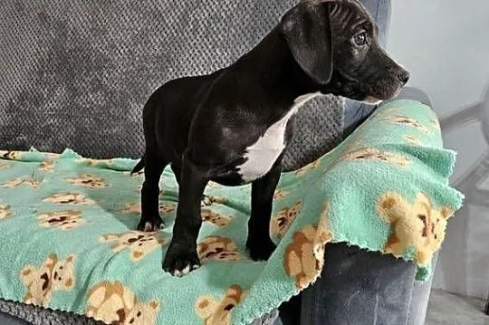 Piesek American Pit Bull Terrier, Mazowieckie, Michowo