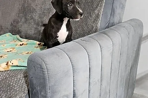 Piesek American Pit Bull Terrier, Mazowieckie, Michowo