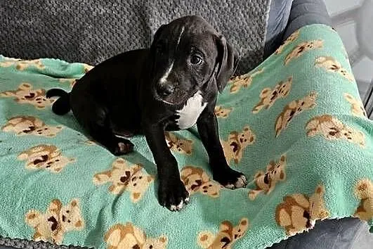 Piesek American Pit Bull Terrier, Mazowieckie, Michowo