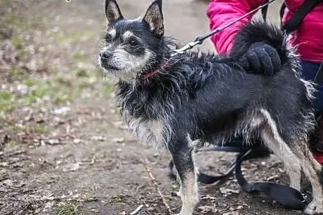 ZUCH - śliczny piesek szuka kochającego opiekuna!,