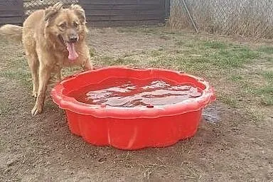 Takiego Bursztynka nie znajdziesz na plaży. ,  ślą