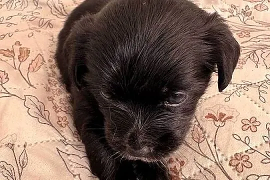 Suczki i piesek Maltipoo F1B z rodowodem szukają kochających domów ?, Lubelskie, Puławy