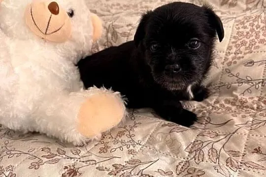 Suczki i piesek Maltipoo F1B z rodowodem szukają kochających domów ?, Lubelskie, Puławy