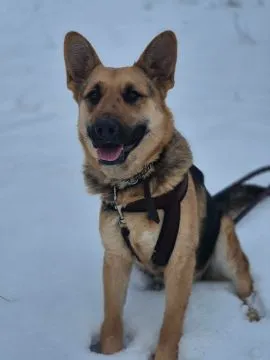 Mona - młoda, wesoła suka w typie ON szuka domu!  Młoda, radosna i gotowa na nową miłość. Szukamy do, , Warszawa