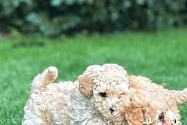 Maltipoo f1