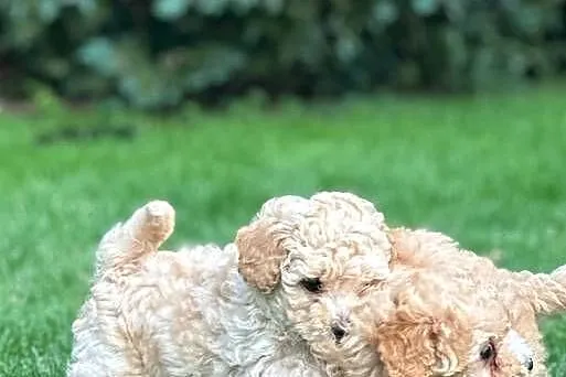 Maltipoo f1