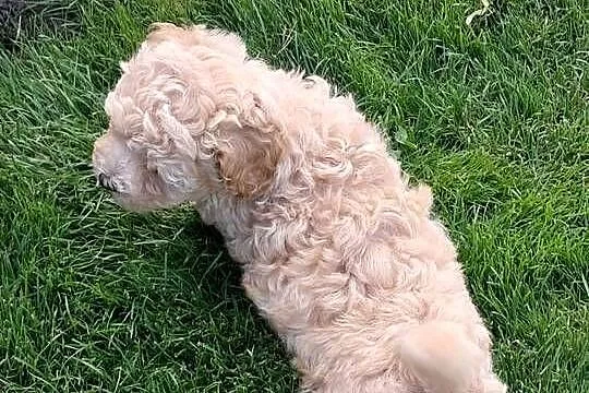 Maltipoo f1, Warmińsko-mazurskie, Iłowo-Osada