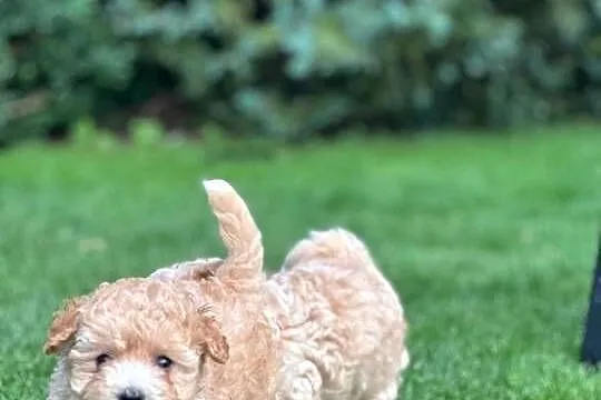 Maltipoo f1, Warmińsko-mazurskie, Iłowo-Osada