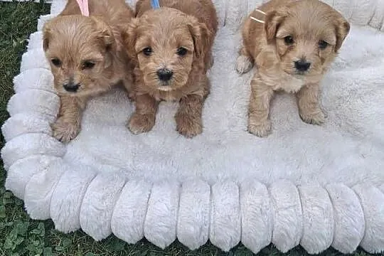 Maltipoo f1, Warmińsko-mazurskie, Iłowo-Osada