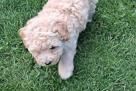 Maltipoo f1, Warmińsko-mazurskie, Iłowo-Osada