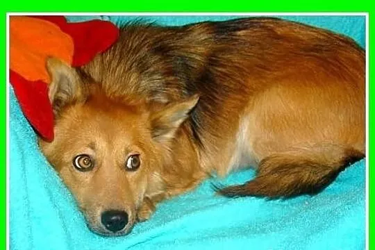 Długowłosa,na krótkich łapkach,średnia,delikatna suczka.ADOPCJA
