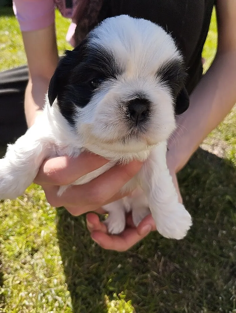 Shih tzu, Wielkopolskie, Grąbków