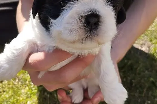 Shih tzu, Wielkopolskie, Grąbków