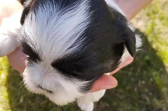 Shih tzu, Wielkopolskie, Grąbków