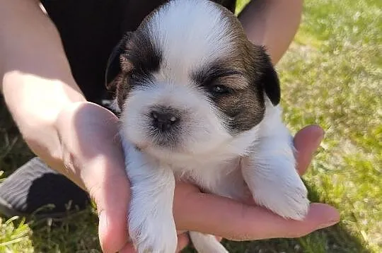 Shih tzu, Wielkopolskie, Grąbków