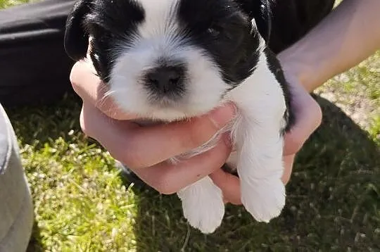 Shih tzu, Wielkopolskie, Grąbków