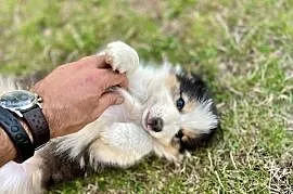 Border Collie suczka 2