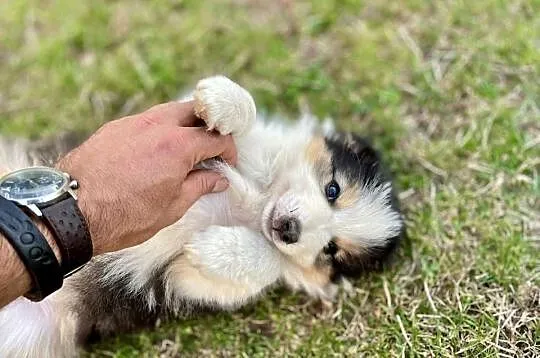 Border Collie suczka 2, Świętokrzyskie, Ostrowiec Świętokrzyski