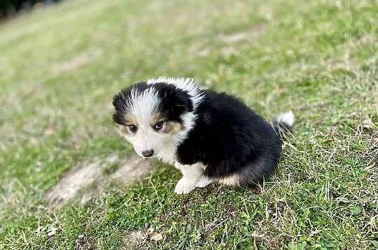Border Collie suczka 2, Świętokrzyskie, Ostrowiec Świętokrzyski