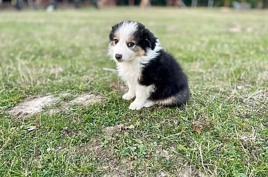 Border Collie suczka 2, Świętokrzyskie, Ostrowiec Świętokrzyski