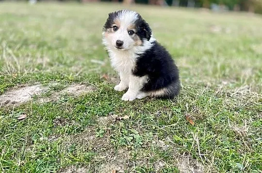 Border Collie suczka 2, Świętokrzyskie, Ostrowiec Świętokrzyski