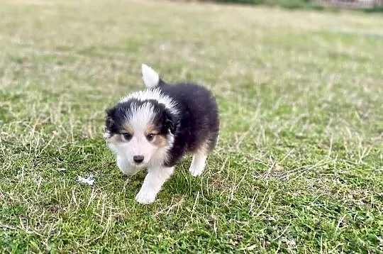 Border Collie suczka 2, Świętokrzyskie, Ostrowiec Świętokrzyski