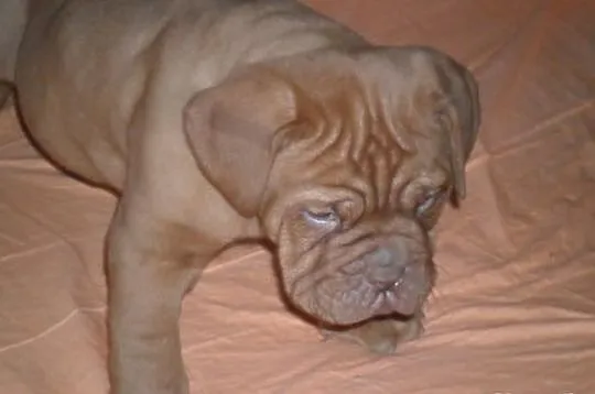 Dog de bordeaux