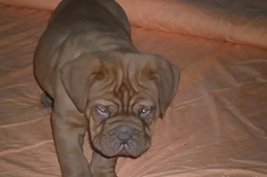 Dog de bordeaux