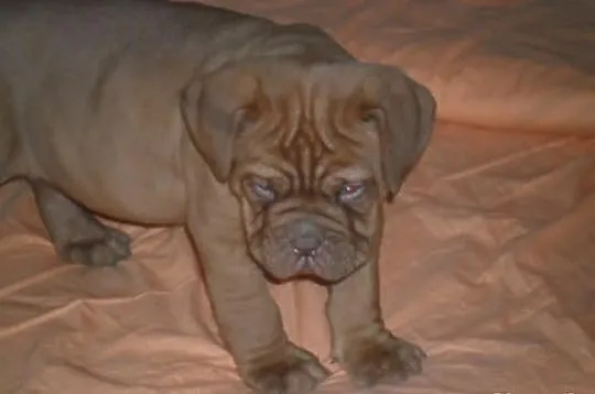 Dog de bordeaux