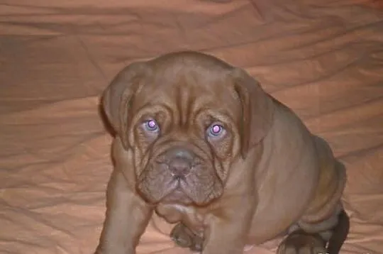 Dog de bordeaux