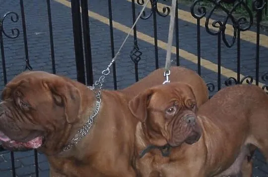 Dog de bordeaux