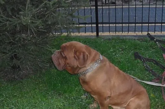 Dog de bordeaux