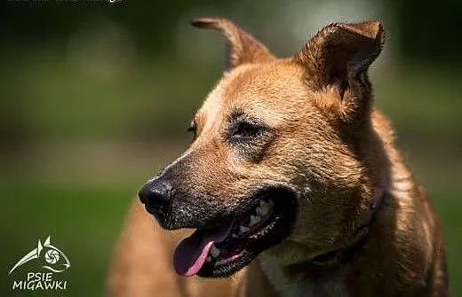 LORI-bystra jak marzenie i wierność ma w cenie!,