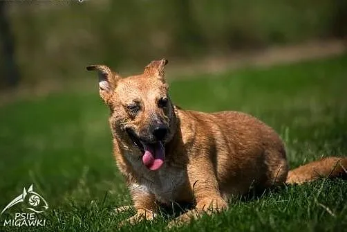 LORI-bystra jak marzenie i wierność ma w cenie!,  