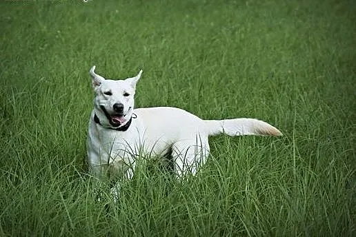 Radosna, grzeczna Lucy - biszkoptowy labrador szuka domu!,  Kundelki cała Polska