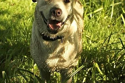 Radosna, grzeczna Lucy - biszkoptowy labrador szuk